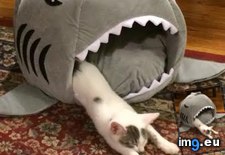 Tags: attacks, cats, funny, rise, shark (Pict. in My r/CATS favs)