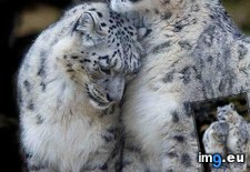 Tags: big, cats, pretty (Pict. in My r/CATS favs)