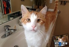 Tags: baby, boy, cats, feel, lost (Pict. in My r/CATS favs)