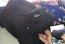 Tags: adoption, bus, cats, love, met, sight (Pict. in My r/CATS favs)
