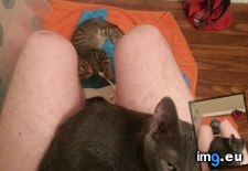 Tags: cats, shit (Pict. in My r/CATS favs)