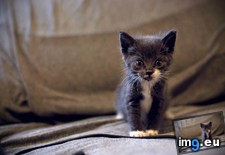 Tags: adorable, cats, drogo, fierce, hunter, insects, kitten, meet, orphan, rescued, socks (Pict. in My r/CATS favs)