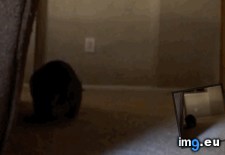 Tags: attack, cats, kerridwen, meet, signature (GIF in My r/CATS favs)