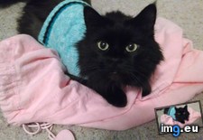 Tags: cats, meet, shadow (Pict. in My r/CATS favs)