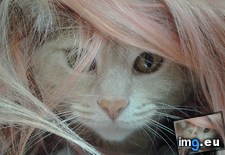 Tags: cats, fierce, girlfriends, hair, moe, wearing (Pict. in My r/CATS favs)