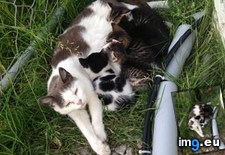 Tags: babies, cats, mom, stray, work (Pict. in My r/CATS favs)