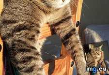 Tags: cats, morning, sun (Pict. in My r/CATS favs)