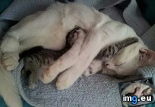 Tags: cats, mother, son (Pict. in My r/CATS favs)