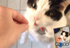 Tags: baby, cats, for, mozart, special, years (Pict. in My r/CATS favs)