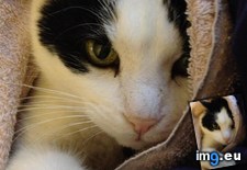 Tags: baby, cats, for, mozart, special, years (Pict. in My r/CATS favs)