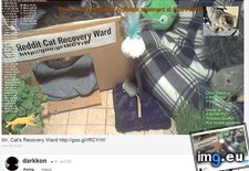 Tags: blind, cat, cats, dying, helped, kitten, life, save, starved, stray (Pict. in My r/CATS favs)