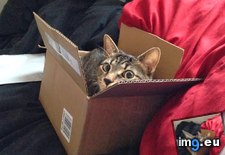 Tags: box, cats, fits (Pict. in My r/CATS favs)