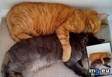 Tags: cats, old, years (Pict. in My r/CATS favs)