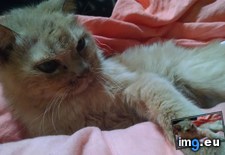 Tags: cats, old, year (Pict. in My r/CATS favs)