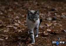 Tags: aunt, beautiful, cat, cats (Pict. in My r/CATS favs)