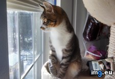 Tags: beautiful, cats, kitten, out, window (Pict. in My r/CATS favs)
