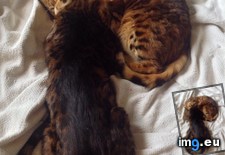 Tags: bengal, brothers, cats, lives, minute, spent (Pict. in My r/CATS favs)