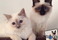 Tags: birman, cats, photogenic (Pict. in My r/CATS favs)