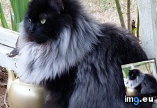 Tags: black, cat, cats, grew, mane, one, unexpectedly, white, winter, year (Pict. in My r/CATS favs)