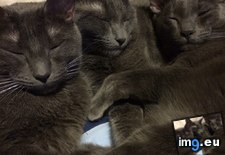 Tags: bender, blues, cats, harley, meowington (Pict. in My r/CATS favs)