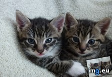 Tags: backyard, brother, care, cat, cats, kittens, stray (Pict. in My r/CATS favs)