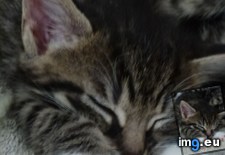 Tags: backyard, brother, care, cat, cats, kittens, stray (Pict. in My r/CATS favs)