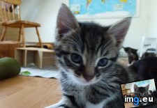 Tags: backyard, brother, care, cat, cats, kittens, stray (Pict. in My r/CATS favs)