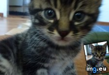 Tags: backyard, brother, care, cat, cats, kittens, stray (Pict. in My r/CATS favs)