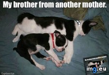 Tags: brother, cats, mother (Pict. in My r/CATS favs)
