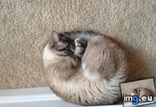 Tags: buddy, called, cats, eye, important, nap, one, opened, see, sleep, was (Pict. in My r/CATS favs)