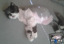 Tags: cat, cats, cut, lion, majestic, summer (Pict. in My r/CATS favs)