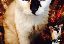 Tags: age, calico, cat, cats, cinni, dead, drop, gorgeous, old, siamese, year (Pict. in My r/CATS favs)