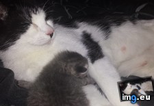 Tags: batgirl, cat, cats, day, fostered, grevious, guy, kittens, miscarried, one, success (Pict. in My r/CATS favs)