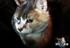 Tags: card, cat, cats, died, door, girl, sweet (Pict. in My r/CATS favs)