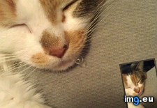 Tags: asleep, bubble, cat, cats, fell, happened, spit (Pict. in My r/CATS favs)