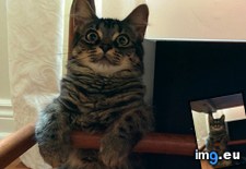 Tags: cat, cats, favourite, spot (Pict. in My r/CATS favs)