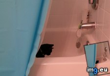 Tags: baths, cat, cats, disappointed, hates (Pict. in My r/CATS favs)