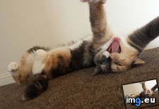 Tags: cat, cats, special (Pict. in My r/CATS favs)