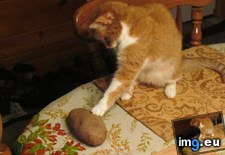 Tags: cat, cats, confused, potatoes (Pict. in My r/CATS favs)
