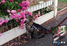 Tags: cat, cats, jimothy, likes, passing, roses, smell, walks (Pict. in My r/CATS favs)