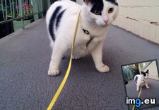 Tags: cat, cats, for, likes, walkies (Pict. in My r/CATS favs)