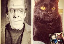Tags: cat, cats, dissed, face, herman, kitty, munster, sister, total (Pict. in My r/CATS favs)