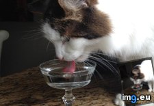 Tags: cat, cats, dish, drink, fancy, phoebe, water, won (Pict. in My r/CATS favs)
