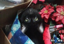 Tags: cat, cats, ripley (Pict. in My r/CATS favs)