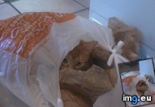 Tags: cat, cats, productive (Pict. in My r/CATS favs)