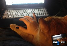 Tags: cat, cats, productive (Pict. in My r/CATS favs)