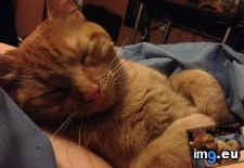 Tags: cat, cats, productive (Pict. in My r/CATS favs)