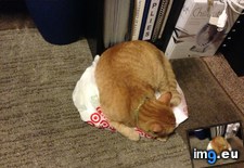 Tags: cat, cats, productive (Pict. in My r/CATS favs)