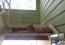 Tags: cat, cats, productive (Pict. in My r/CATS favs)