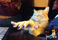 Tags: cat, cats, productive (Pict. in My r/CATS favs)